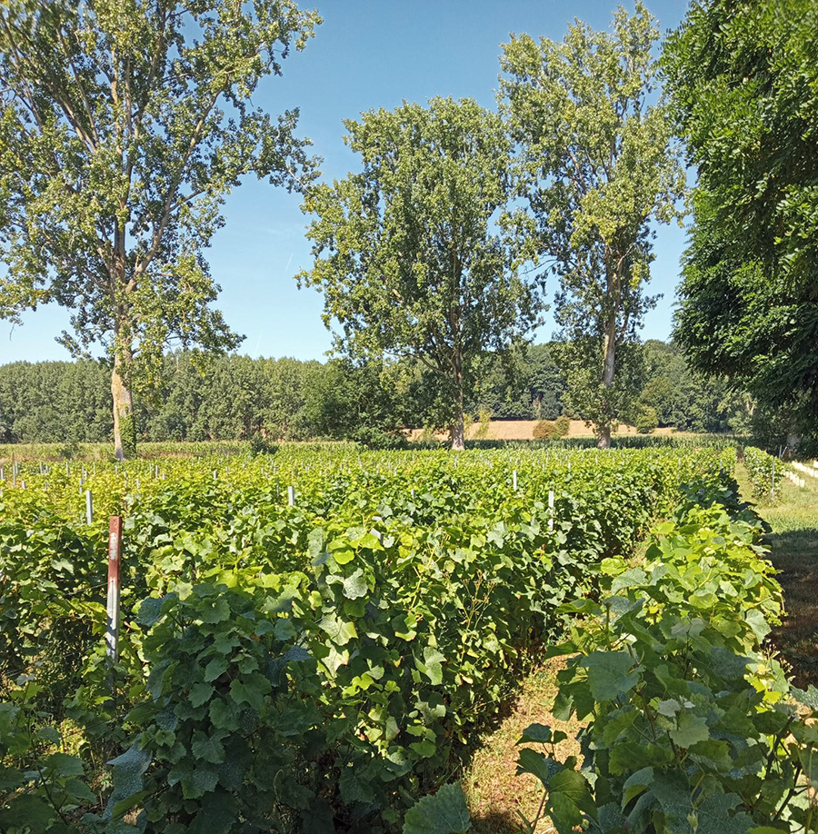 PURS rosé, un vin cultivé éco-pâturage - Jardin d'Edouard