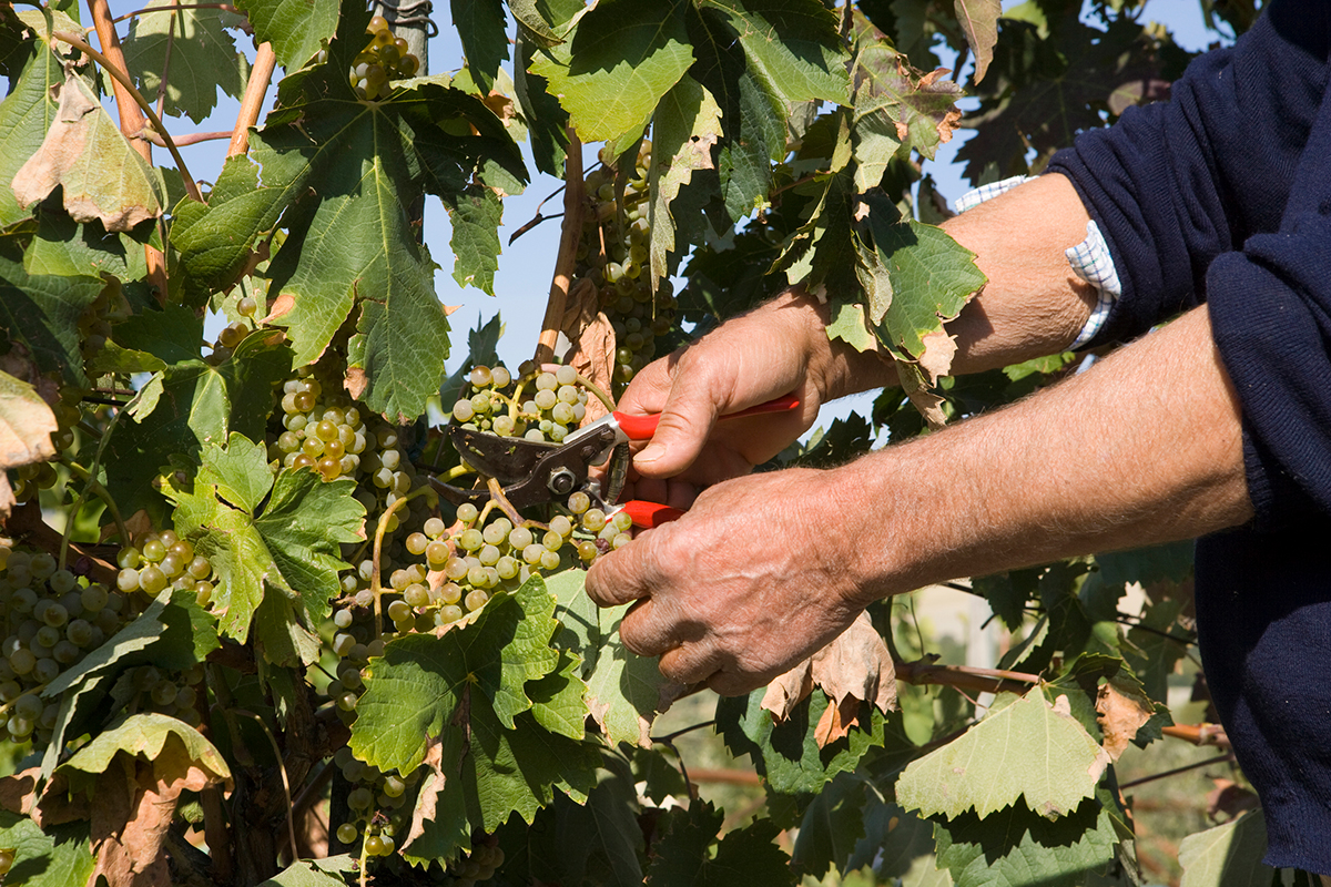 2024, maigre millésime pour les vins wallons